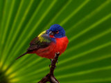 Male Painted Bunting, Everglades National Park, Florida, USA