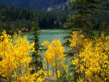 Buy Aspen above Pear Lake in Autumn, Boulder Mountain, Dixie National Forest, Utah, USA at AllPosters.com