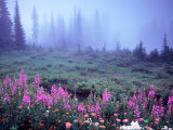 Buy Foggy Alpine Meadow, Mt. Rainier National Park, Washington, USA at AllPosters.com