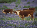Buy Hereford Cattle in Meadow of Bluebonnets, Texas Hill Country, Texas, USA at AllPosters.com