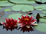 Red Flowers Bloom on Water Lilies in Laurel Lake, South of Bandon, Oregon, USA