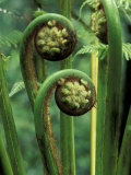 Buy Tree Ferns Unfolding at AllPosters.com