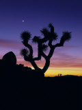 Buy Joshua Tree and Moon, Joshua Tree National Park, California, USA at AllPosters.com