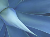 Agave in High Country of Maui, Hawaii, USA