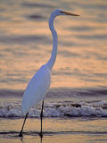 Buy Great Egret at AllPosters.com