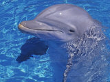 Buy Bottlenosed Dolphin at AllPosters.com