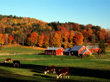 Autumn Colors and Farm Cows, Vermont, USA