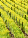 Buy Mustard Plants in Vineyard, Napa Valley Wine Country, California, USA at AllPosters.com