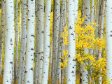 Aspen Grove, White River National Forest, Colorado, USA