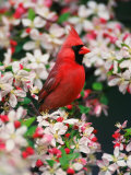 Male Northern Cardinal among Crabapple Blossoms
