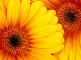 Gerbera Daisy, Washington, USA