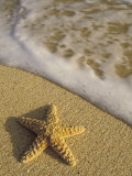 Starfish and Surf of Makena Beach, Maui, Hawaii, USA