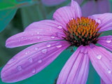 Buy Purple Cone Flower with Water Drops at AllPosters.com