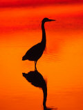 Great Blue Heron Fishing at Sunset, Sanibel Island, Ding Darling National Wildlife Refuge, Florida