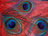 Peacock Feathers Pattern, Washington, USA