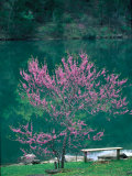 Buy Lakeside Redbud Tree Blooms in Spring at AllPosters.com