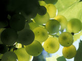 Buy Semillion Grape Cluster in Veraison, Seven Hills Vineyard, Umatilla County, Oregon, USA at AllPosters.com