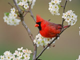 Male Northern Cardinal Among Pear Tree Blossoms, Kentucky