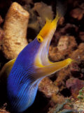 Buy Blue Ribbon Eel, Papua New Guinea at AllPosters.com