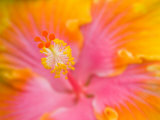 Pink and Yellow Hibiscus, San Francisco, California, USA
