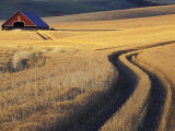 Roadway Through Wheat to Barn, Near Moscow, Idaho, USA