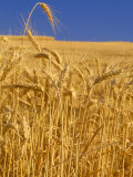 Harvest Time Wheat Crop, Palouse, Washington, USA
