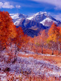Fall Aspen Trees and Early Snow, Timpanogos, Wasatch Mountains, Utah, USA