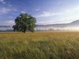 Large Bur Oak Tree at Dawn, Cades Cove, Great Smoky Mountains National Park, Tennessee, USA