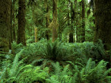 Buy Quinault Rainforest, Olympic National Park, Washington, USA at AllPosters.com