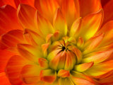 Buy Dahlia Flower with Pedals Radiating Outward, Sammamish, Washington, USA at AllPosters.com