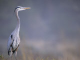 Buy Great Blue Heron at AllPosters.com