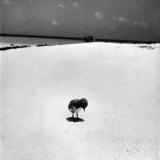 Chick on Beach Waits for Parents to Return From Their Daily Hunting, on the Great Barrier Reef
