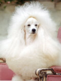 Miniature poodle sitting in armchair at 88th annual Westminster Kennel Club Dog Show.