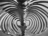 Skeletal Rib Cage of a Gorilla Protects Its Vital Organs Premium Photographic Print
