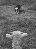 Border Collie, Roy, Winner of North American Sheep Dog Society Championship 3 Times in Succession