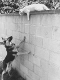 Cat Owned by Olympic Track Star Harold Connolly, on Wall Hissing at Police German Shepherd