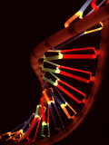 Representation of Segment of DNA Molecule Whose Order Spells Out Exact Set of Genetic Instructions