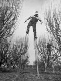 Buy Fruit Growers Wayne Deming and Son Douglas Using Stilts to Prune Trees in Half the Usual Time at AllPosters.com
