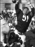 Football: Chicago Bears Dick Butkus #51 in Action, Blocking Passing Attempt Vs La Rams Premium Photographic Print