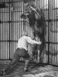 Animal Trainer Jules Jacot Training a Lion, one of the 21 big cats He Will Use Next Year