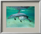 Buy Dolphins at AllPosters.com
