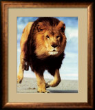 Lion Running
