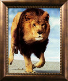 Lion Running
