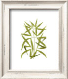 Woodland Ferns I