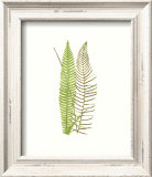 Woodland Ferns V