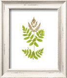 Buy Woodland Ferns VII at AllPosters.com