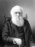 Engraving of British Naturalist Charles Darwin Developed Theory of Evolution by Natural Selection