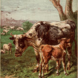Kronheim of Cow and Calf in Field, with Sheep Grazing Nearby, from Aunt Louisa's Birthday Gift