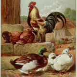 Kronheim's Chicken, Rooster and Ducks in Farmyard, from Aunt Louisa's Birthday Gift