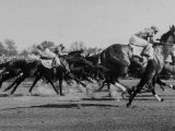 Needles in Kentucky Derby, Winner of the 82nd Running of the Most Famous of US Horse Races